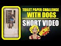 Toilet Paper Challenge with Dogs #shorts |  Harpreet SDC