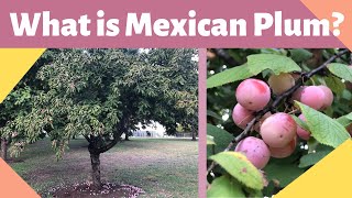 What is Mexican Plum (Prunus Mexicana)?