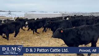 DLMS Direct - D \u0026 J Patton Cattle Ltd