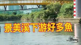 Creek fishing in Taiwan 來景美溪拉大目孔和苦槽也很過癮