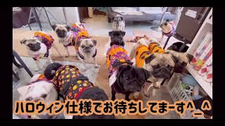 【パグカフェ・pugcafe】9月は店もパグ達もハロウィン仕様🎃