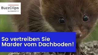 So vertreiben Sie Marder vom Dachboden!