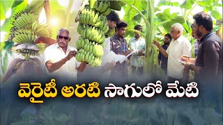 12 రకాల అరటితోటల్ని సాగు చేస్తున్న రైతు | A Farmer Farming 12 Varieties of Banana | Guntur Dist