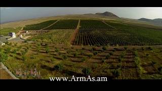 ArmAs այգիներ