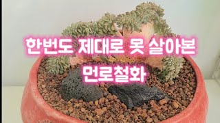 #다육이분갈이ㅣ친구네 먼로철화 살려보자 #succulents #echeveria #cactus #plants #多肉植物 #다육이