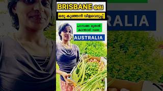 AUSTRALIA യിലെ Brisbane| വിളവെടുപ്പ് 2024  #australia #malayalam #viralvideo #vegetables #health