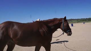 Horsemanship Clinic in Inverell NSW