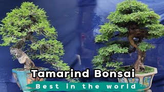 สุดยอดบอนไซมะขาม Tamarind Bonsai best in the world