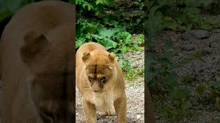 West African Lion Attacks - Facts 101 - Lions Health - Fight