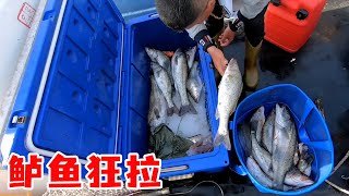 Ajie caught a 3.1kg marine fish  one worth 500 yuan  and made a fortune today [Islander Ajie]]