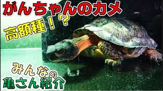 「みんなの亀さん紹介 第45回」がんちゃんのカメ（高額種？）＆水槽をプレゼントしてきました【2020#002】