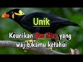 Keunikan Beo Nias dari burung lainnya yang belum kamu ketahui