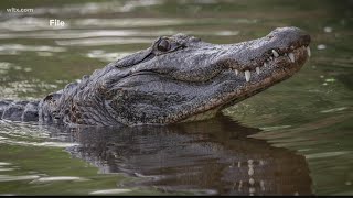 Caiman in Lake Murray?