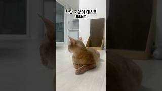 착한 고양이 테스트 뽀또편! 이정도면 착한 것 맞죠?ㅋㅋ #고양이 #cat #쇼츠