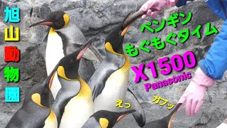 高評価421 [お姉さんの説明有] 旭山動物園  ペンギンもぐもぐタイム❗ Panasonic HC-X1500撮影映像  ビデオカメラでズームを使ってみよう❗