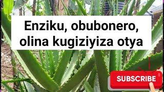 Ebileeta enziku n'obubonero kwolabira nti olina enziku, oyinza otya okwewala okufuna enziku tosubwa