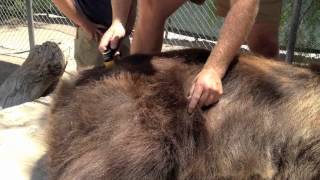 Grizzly bear gets THOR LLLT  / Low Level Laser Therapy treatment for Osteoarthritis