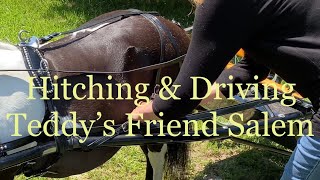 Ever Wonder How a Cart & Harness Are Put On a Horse & What It’s Like To Drive?