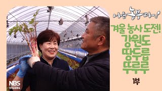 [나는농부다 238회 1부] 겨울 농사 도전! 강원도 땅두릅 뚜루루