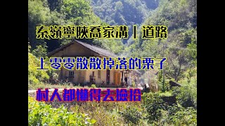 秦嶺寧陝喬家溝｜道路上零零散散掉落的栗子，村人都懶得去撿拾