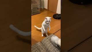 白猫vs掃除機　直立#shorts#cat