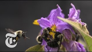 Why Do Bees Buzz Sciencetake The New York Times