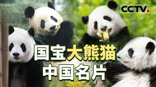 大熊猫在中国的生活是怎样的？大熊猫能听懂四川话吗？关于大熊猫 你不知道的冷知识都在这！【CCTV纪录】