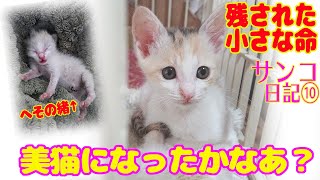 ND149【保護猫】美猫になったかな？サンコ、お見合い募集中！【サンコ日記】