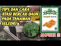 Cara atasi bercak daun pada tanaman seledri