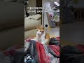 마취 기운에 계속 졸던 길냥이 출신 꽁치 고양이 고양이일상 shorts