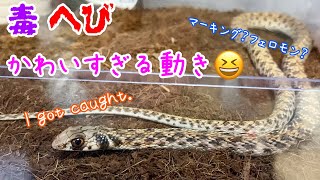 【毒蛇飼育】モイラヘビのかわいい動き方を紹介！Cute way of moving！rubbing and marking😆