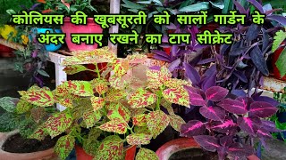 कोलियस की खूबसूरती को सालों तक सहेजकर रखने का टाप सीक्रेट/coleus plant top secret