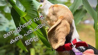 സ്നേഹം കൊടുക്കുന്തോറും ഇരട്ടിക്കിട്ടും 🥰😍🐕🐶