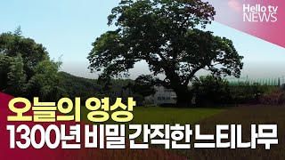 1300년 비밀 간직한 느티나무ㅣ#헬로tv뉴스 #오늘의영상