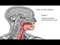 How Swallowing Works Animation Video - Stages of Swallowing Process - Swalllow Anatomy & Physiology