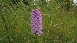 Pyramidal Orchid (Anacamptis pyramidalis)