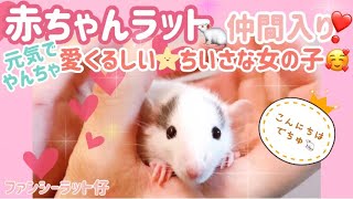 【ファンシーラット🐁】赤ちゃんラットがやってきました🐁小さくてかわいらしい元気いっぱいの女の子です💓