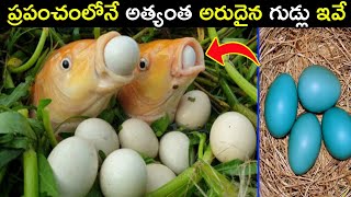 మీరెప్పుడు చూడని వింత గుడ్లు | Most Unusual Eggs In The World | MR RAJA FACTS | BMC FACTS