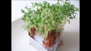 Grow you own Garden Cress