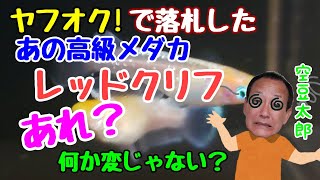 ヤフオク!で落札高級メダカ　レッドクリフ　あれ？何か変じゃない？？