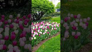 🇨🇦 அழகான Tulip பூக்கள்🌷 Beautiful Tulip Flowers #tamilvlog #shorts #shortsfeed #tulip #tulipfestival