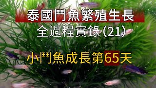 鬥魚繁殖成長全記錄(21) 小鬥魚成長第65天 人工淺盤孵化繁殖鬥魚打架魚成長 betta fish breeding