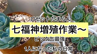 [多肉植物]ロゼットたまらん七福神増やすわよ〜^_^1人になった私の戯言