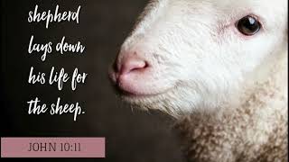 The Good Shepherd Rescues | Mission Minute