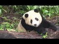 圓寶盧不停，圓圓受不了，抱著樹幹磨指甲 熊貓貓熊the giant panda yuan yuan and yuan bao 台北市立動物園