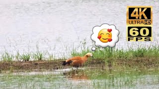 4k60 香港稀有過境遷徙雀鳥-赤麻鴨~記錄片Rare Transit Migrant Birds in Hong Kong-Ruddy shelduck~Documentary