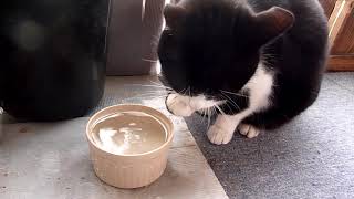 手で水を飲む猫