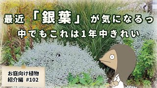 【グラスと相性いい♪】再注目の銀葉！モクビャッコウの特徴と育て方を紹介するアニメ