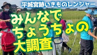 【大調査】意外な結果！？いきものレンジャー子供たちと秋のちょうちょを観察！in平城宮跡