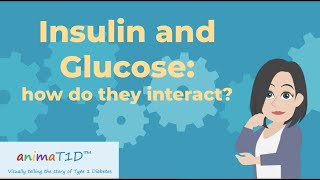 Diabetes basics: Insulin and glucose: how do they work?